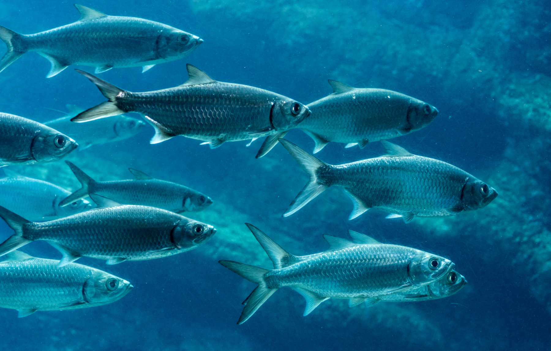 Fishy Nuclear Information and a Question of Principle | Cornerstone ...