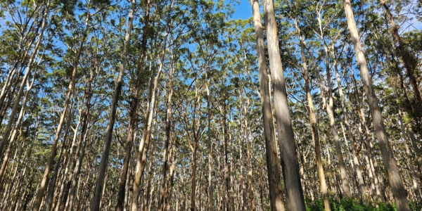 The Environmental Improvement Plan: Background and the Key Points of Influence